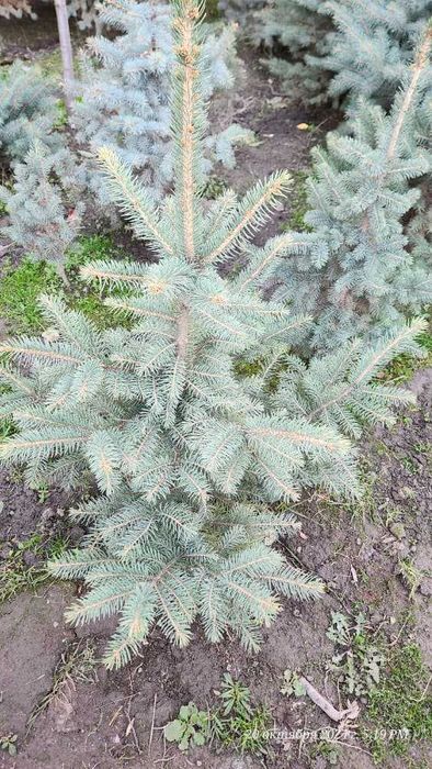 Шикарная голубая ель элитная в Ташкенте