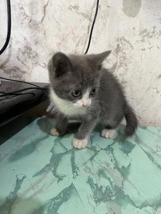 Отдам котенка бесплатно