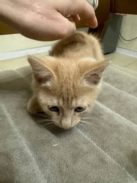 Котенок бесплатно в хорошие руки