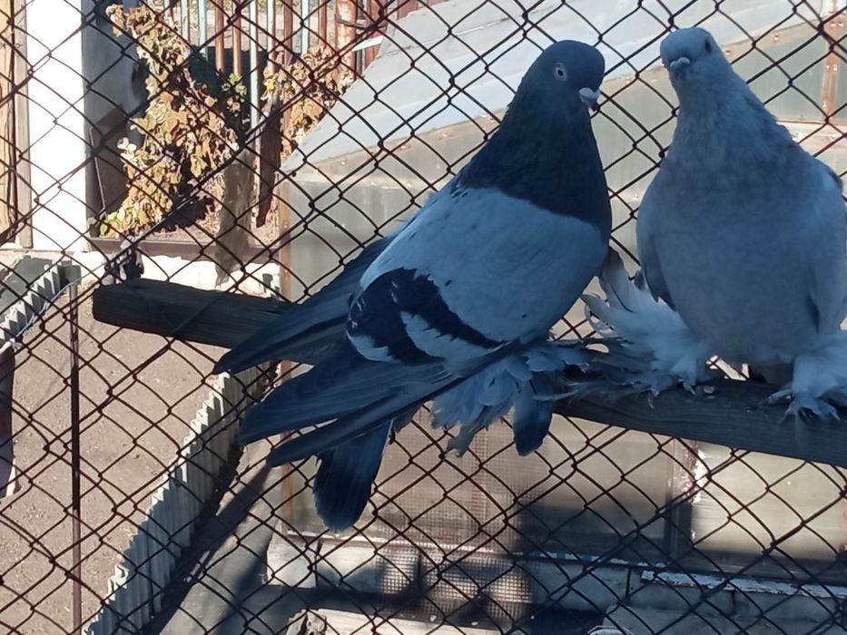 Голуби разных пород