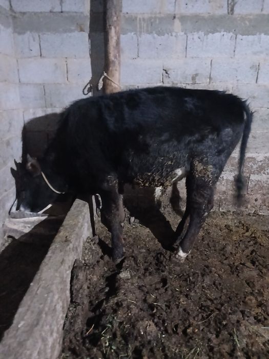 Бұқа Бычки 1,5 года жасар