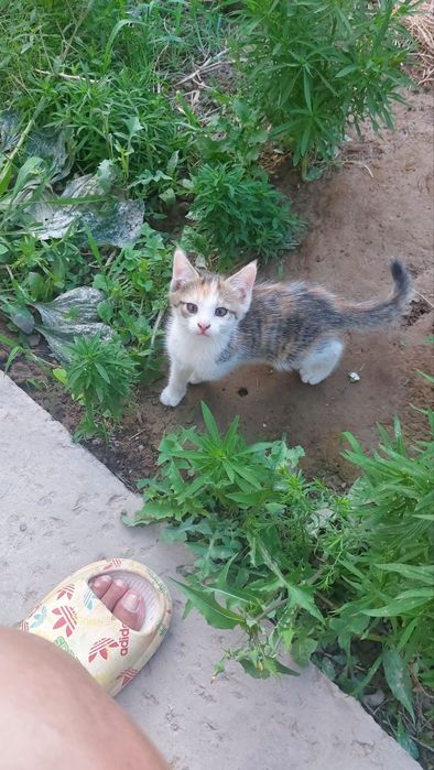 Здравствуйте отдам котят даром.