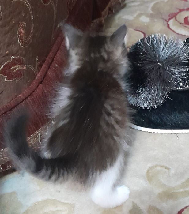 Котёнок  девочка