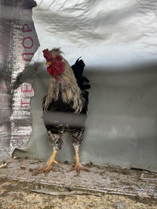 Продам петуха