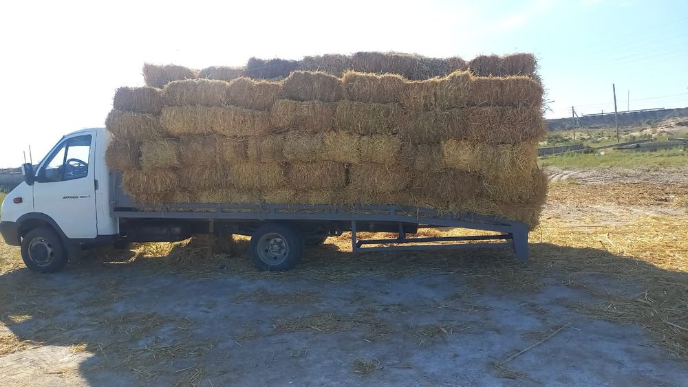 Сабан қамыс прес жоңышқа