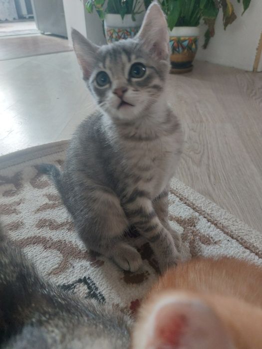 Отдам котёнка в добрые руки