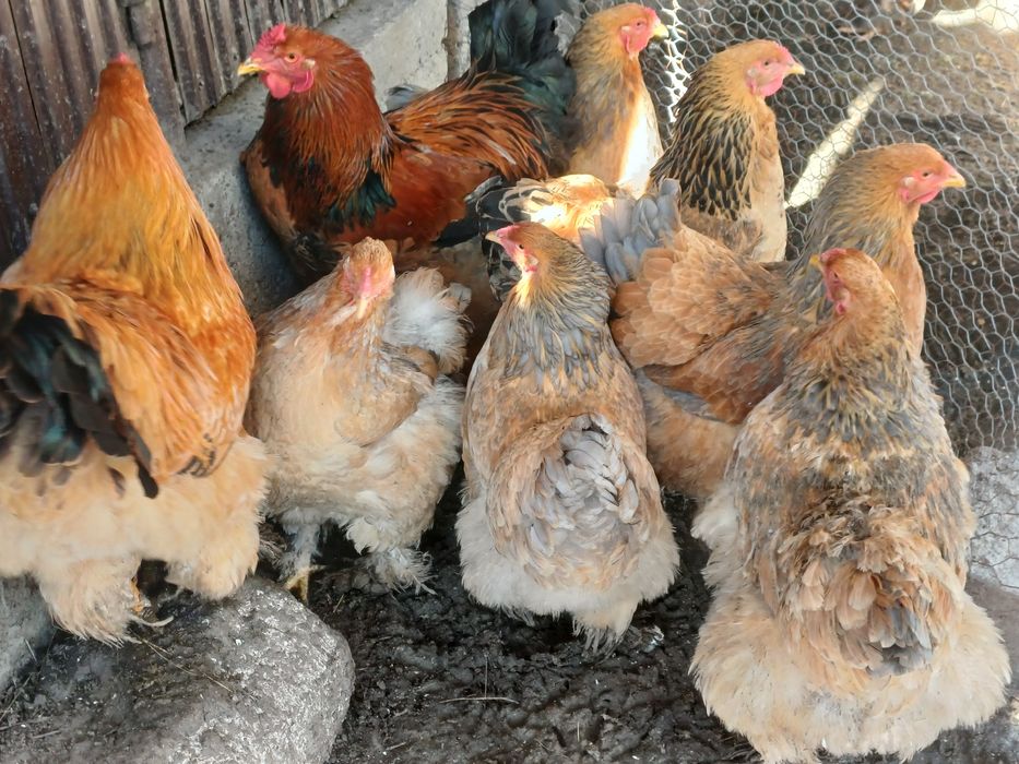 Păsări și  pui brahma