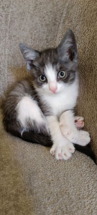 Котенок в хорошие руки