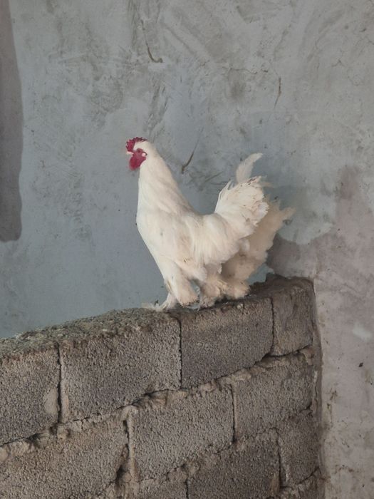 Продаётся петухи