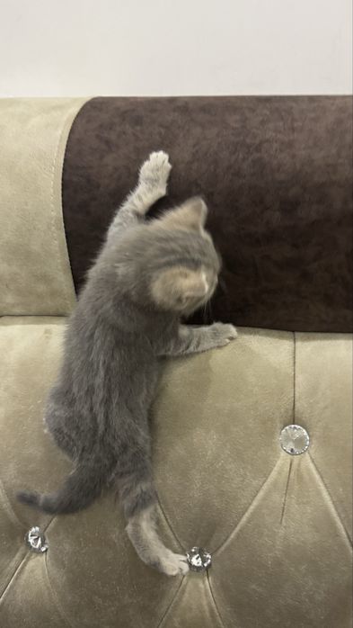 Котята ищут добрых хозяев
