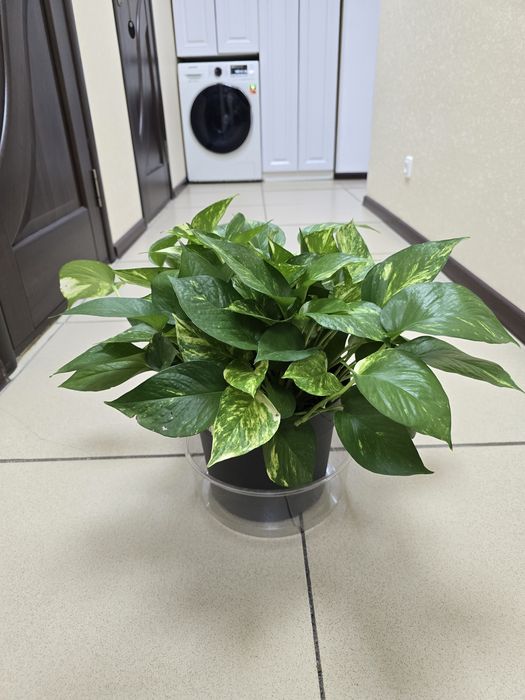 Продам комнатные растения