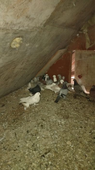 Голуби разных пород