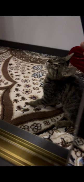 Mushuk bola damashni