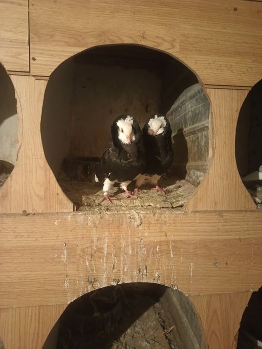 Vând o pereche de porumbei capucini negru lucios