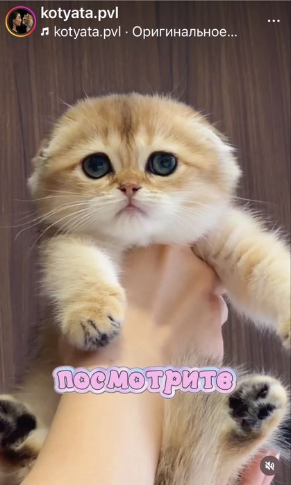 Шотландская шиншилла девочка