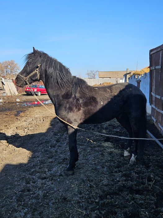 Продам обученного жеребца