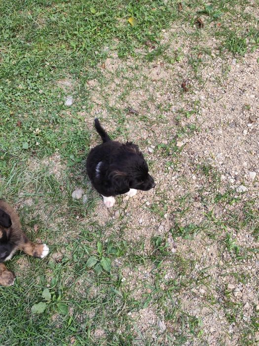 Donez căței pentru adopție
