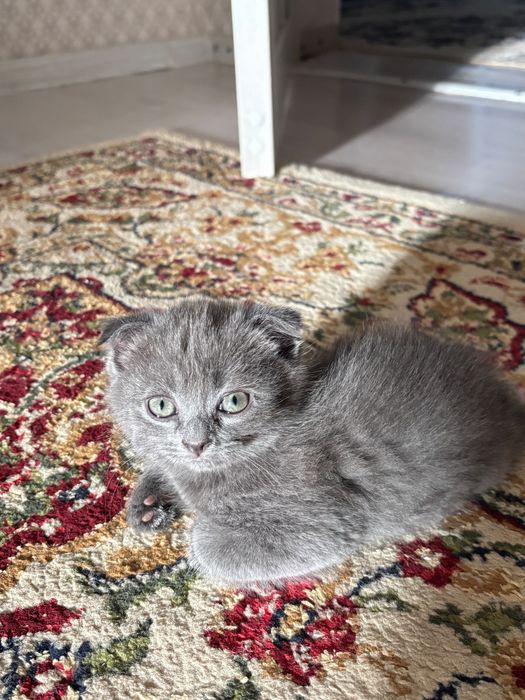 Ищем самый добрый дом для особенного котёнка.