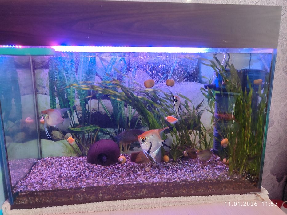 Продам рыбок за 5 тыс.