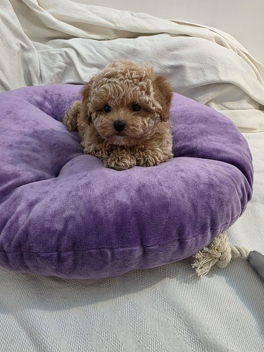 Maltipoo Korean teacup