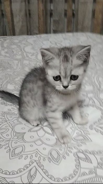 Скоттиш страйт. Девочка