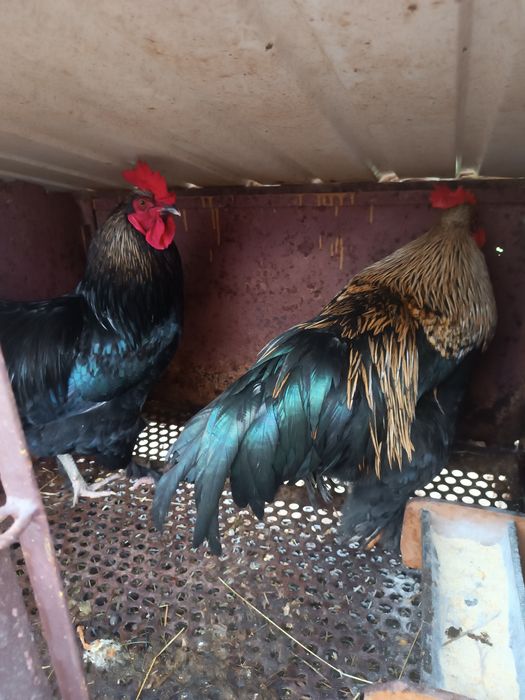 Vând cocoși rasa comuna