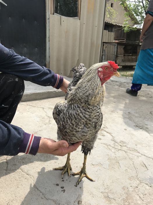 Петух.              .