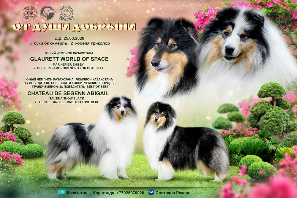 Щенки Колли Длинношерстный