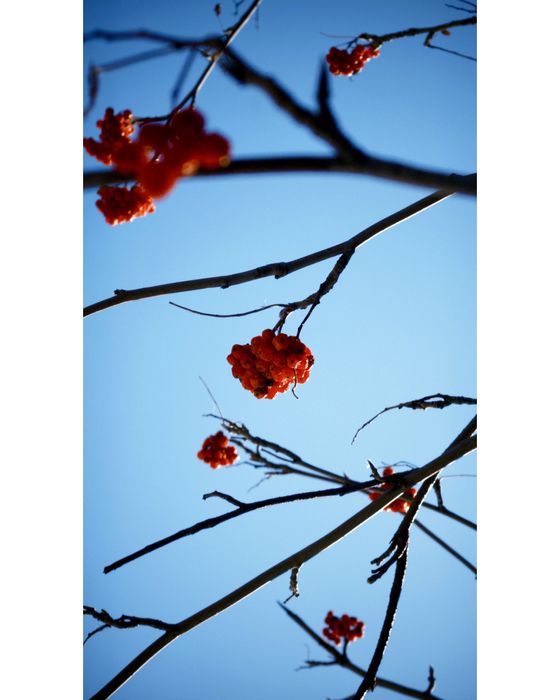 Мобилограф / Видеоограф Астана