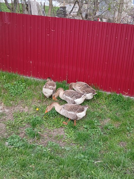 De vânzare gâște și gâscani Toulouse
