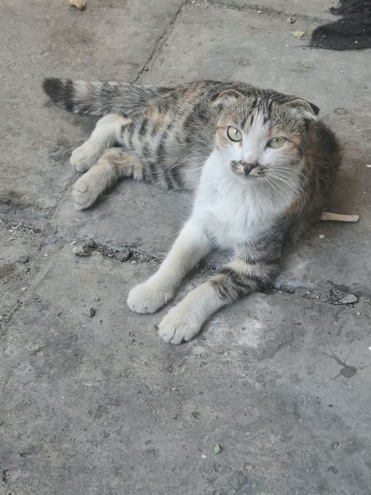 Отдам кошку в хорошие руки