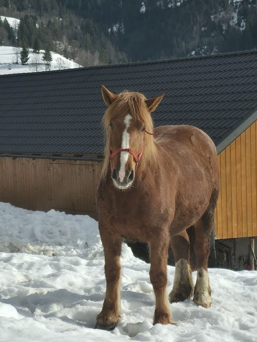 Vând mânză gestantă, 3,5 ani