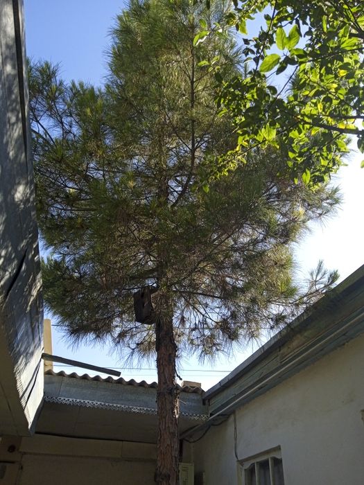 Ховли сотилади. Дом продается