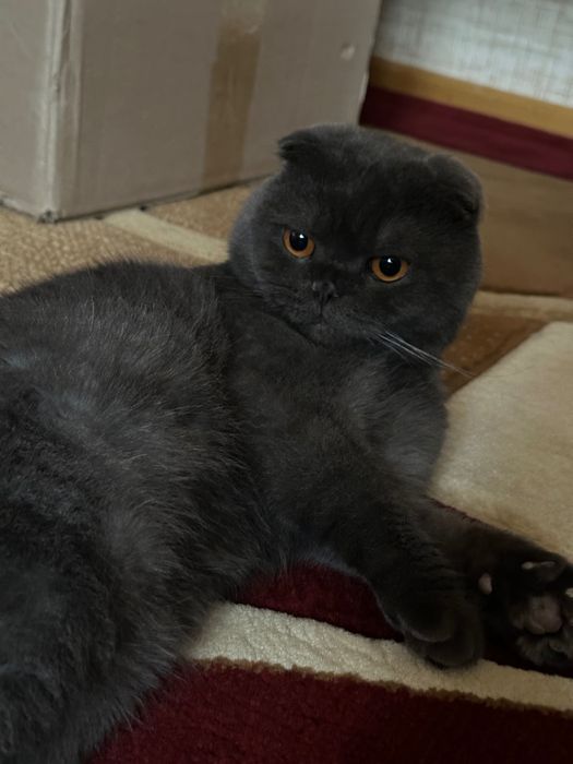 Отдаю кота в хорошие руки.  Вислоухий британец 4 года