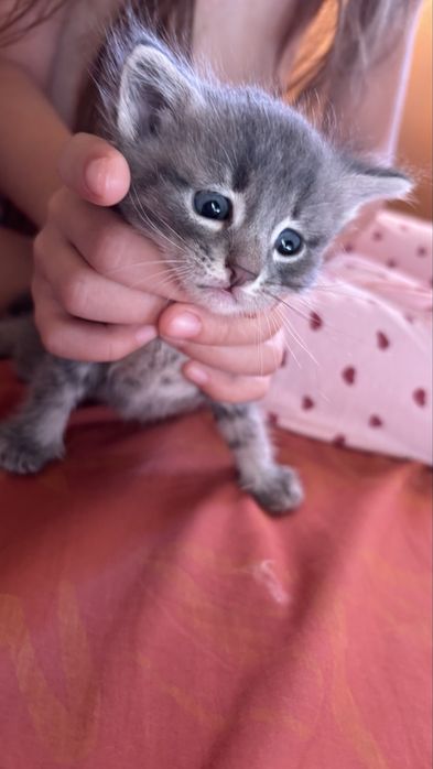 Отдаем в добрые руки котят
