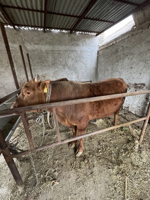 Buqqa букка 2 та сотилади бухорода