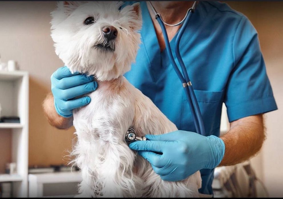 Veterinariya hizmati 24/7