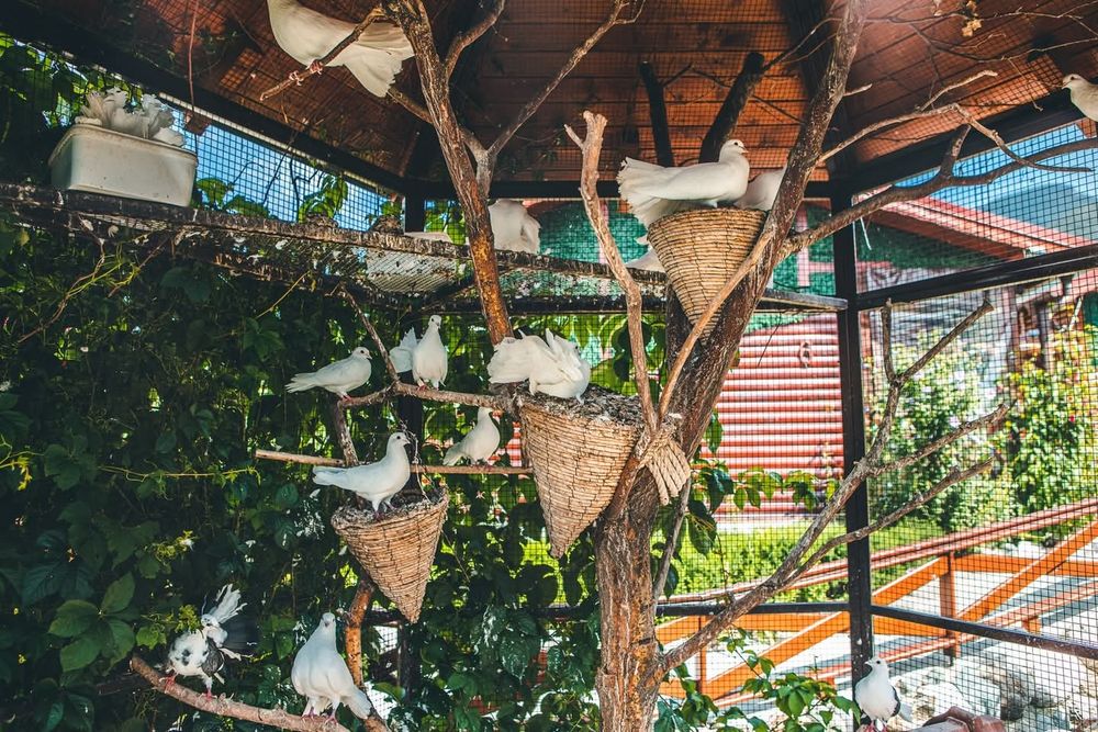 Гълъбарник ( клетка за птици )