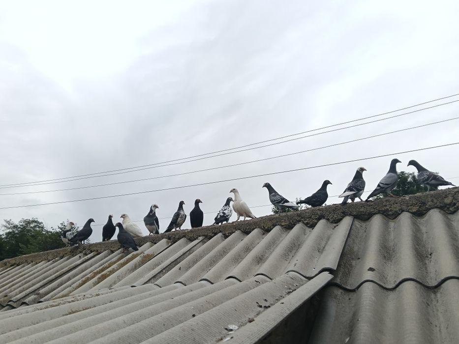Porumbei de vânzare