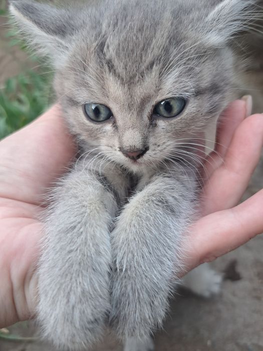 Отдам котенка,девочка