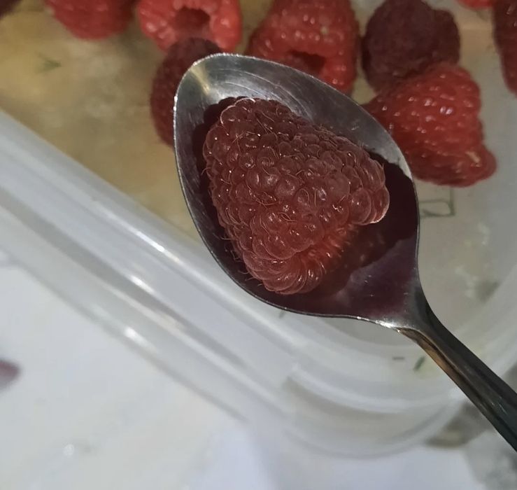 Продам саженцы ремонтантной малины
