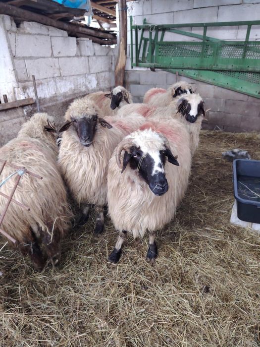 Vand o iapa de 7 ani garantat de ham si 6 oi gestante