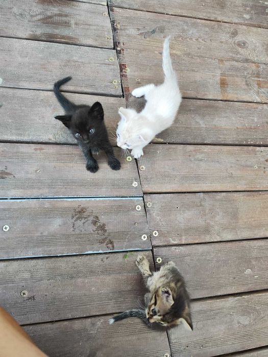 Am pisici de donat ,au o lună