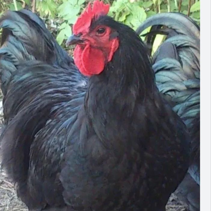 Gegant Jersi tuxumlari bor joʻja ham oʻchirib beramiza