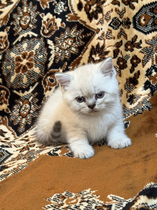 Шотландские котята