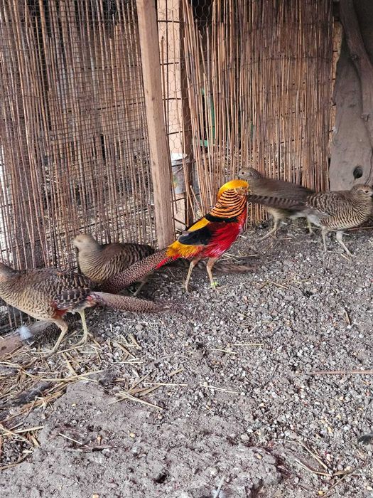 Vand fazan auriu pe rosu.