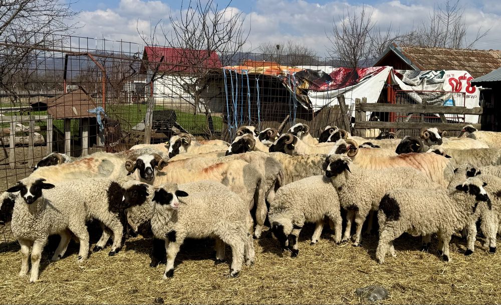 Miei și mieluțe breze de vânzare