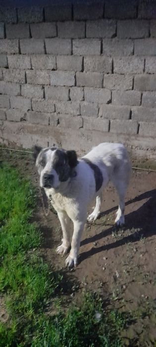 Жақсы ит қазақы төбет