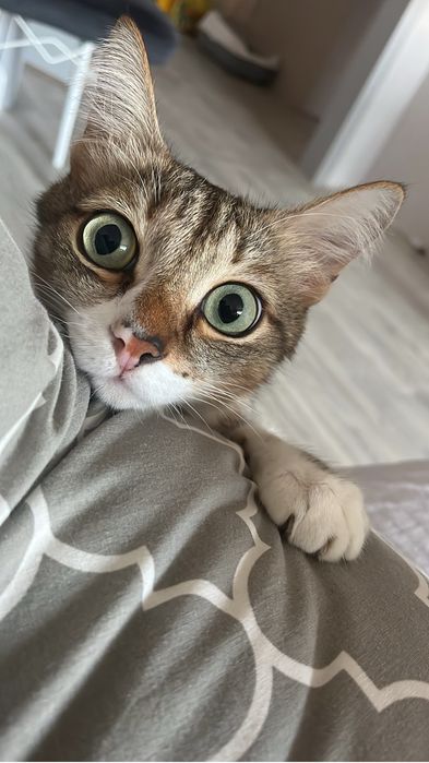 Отдам в добрые руки