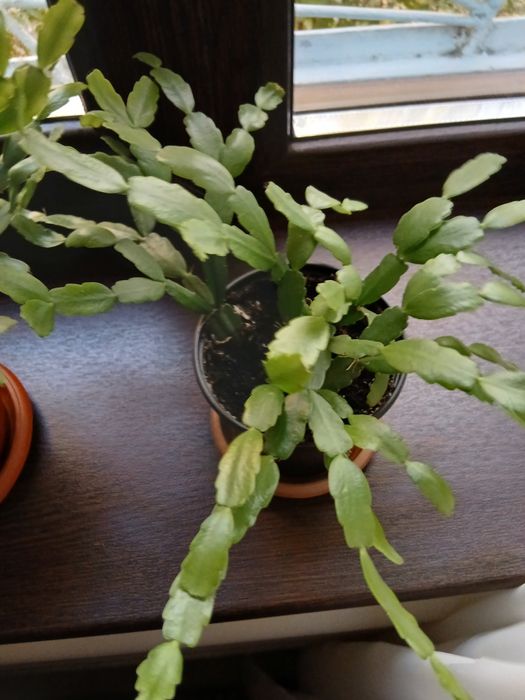 Декабрист. цветущий